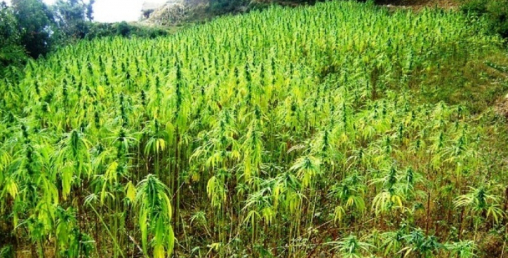 पन्ध्र बिघामा गरिएको गाँजाखेती नष्ट